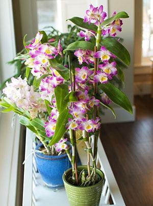 Orchidée dendrobium à l'intérieur