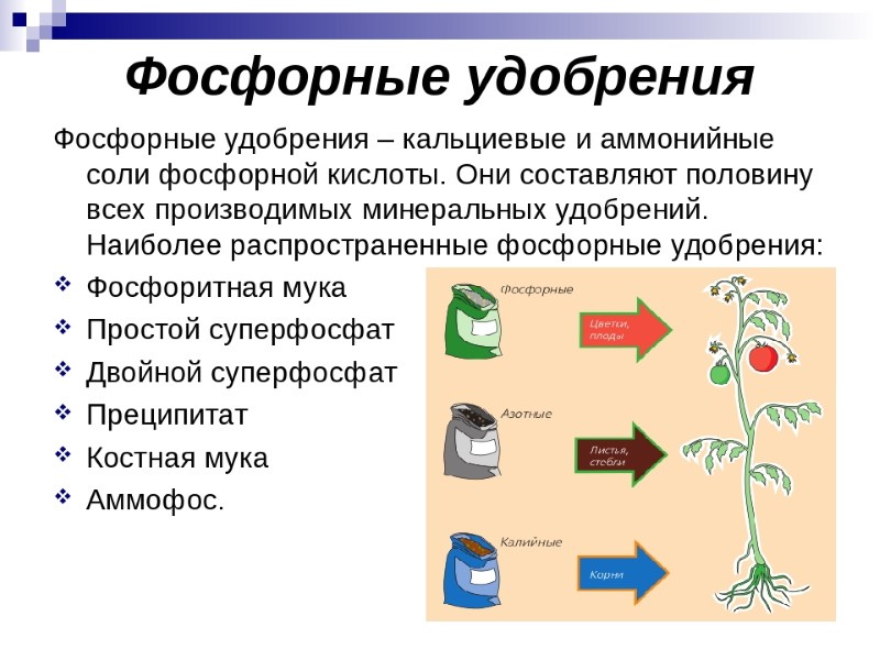 engrais phosphatés