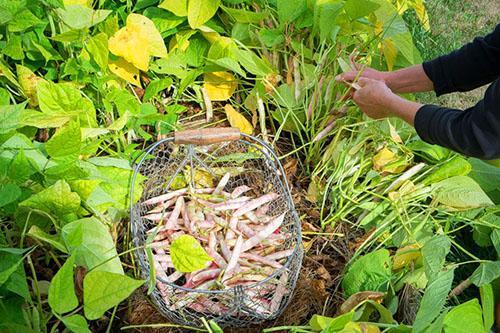 Recogiendo frijoles maduros del jardín.