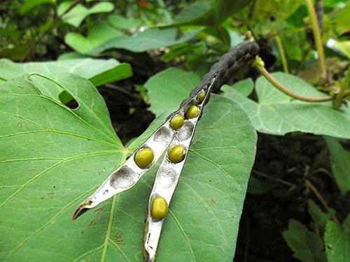 Las semillas no lo suficientemente duras se secan a temperatura ambiente