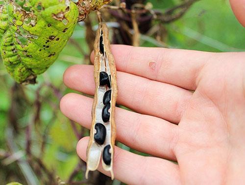 Los frijoles están listos para cosechar para el invierno.