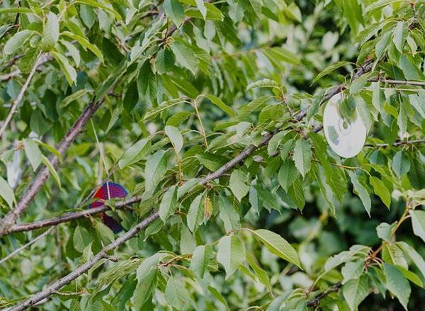 discos contra pájaros