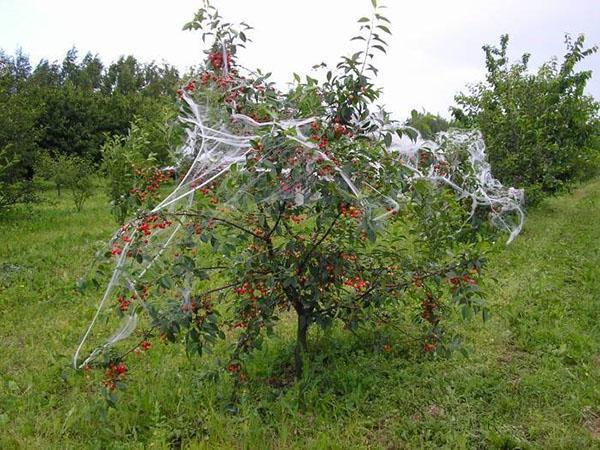 protegiendo las cerezas de los pájaros