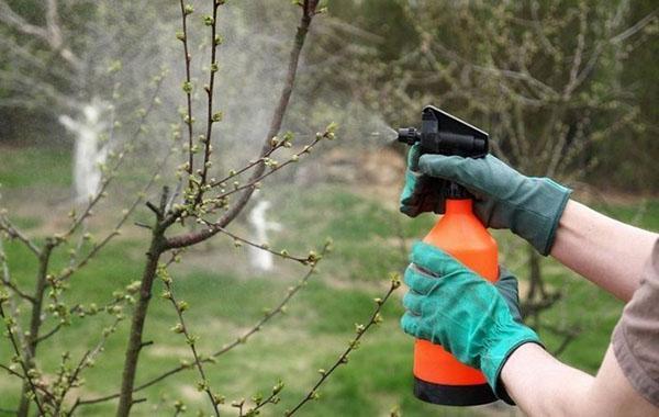 traitement de jardin de printemps