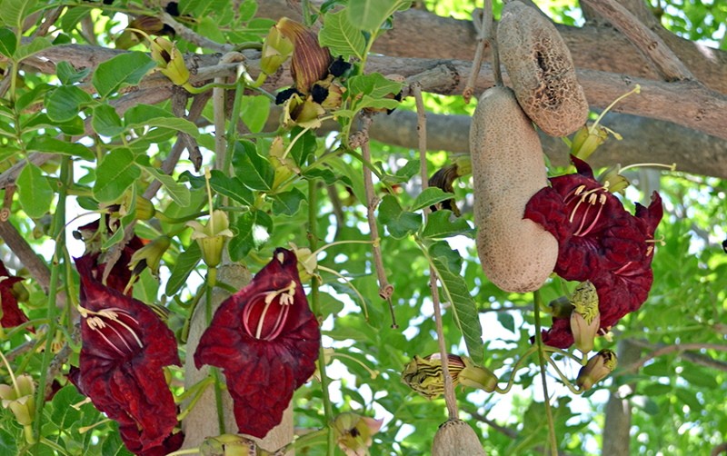 kigelia en fleurs