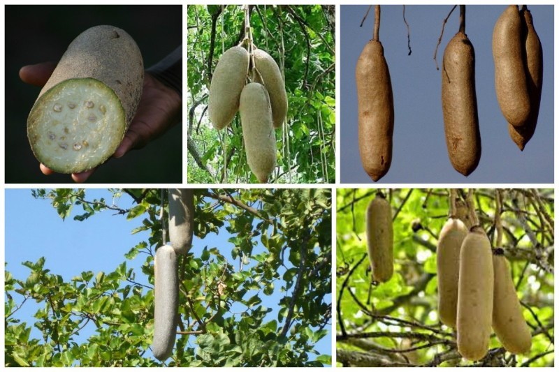 fruit de l'arbre à saucisses