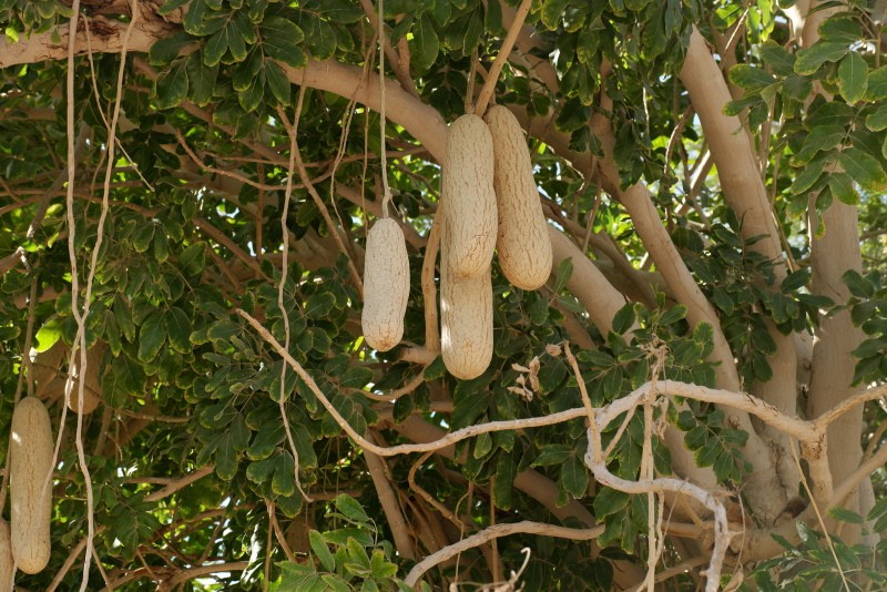 foto y descripción del árbol de salchicha