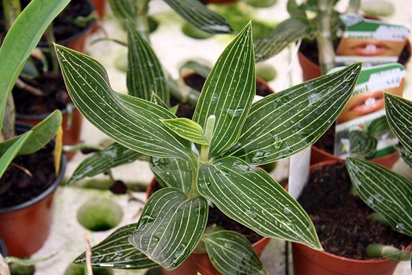 humedad para orquídeas