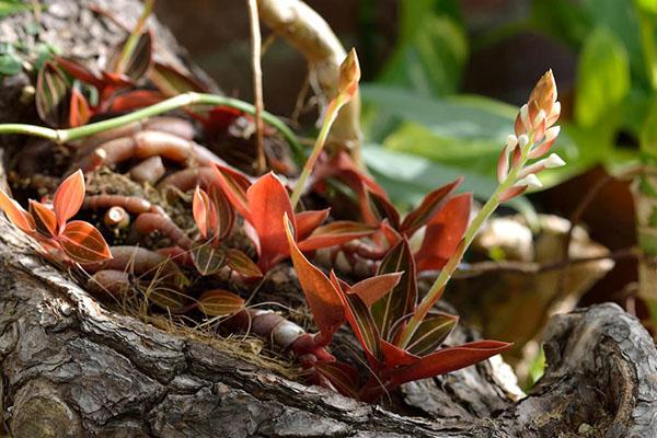 crecimiento activo de la orquídea ludisia