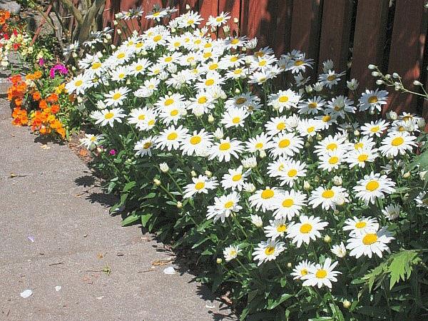 prendre soin de la mamelle dans le jardin