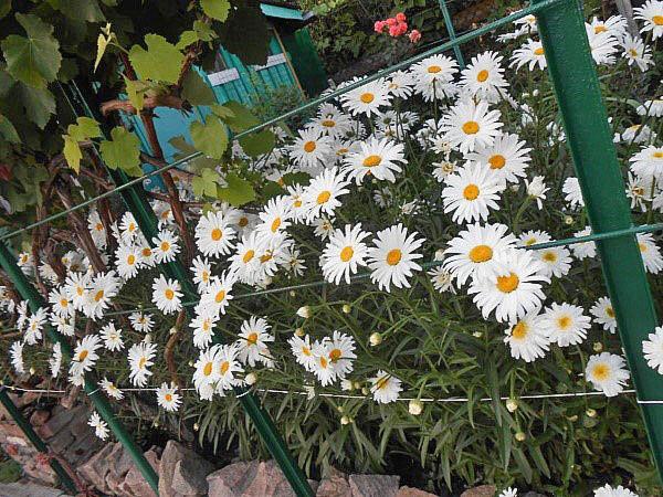 parterre de fleurs