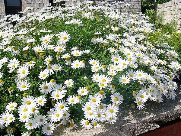 marguerite dans le jardin