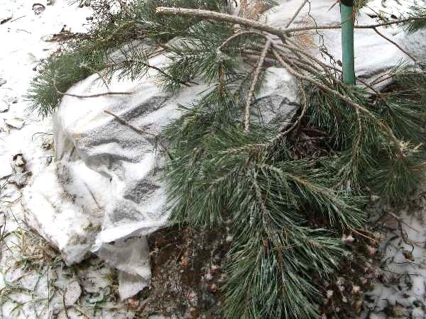 préparer les oignons pour l'hiver