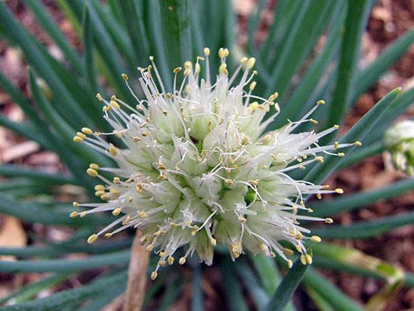 la cebolla florece