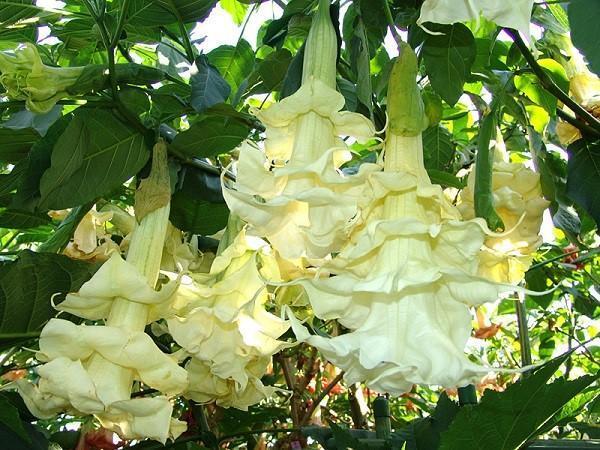 éponge brugmansia fleurit