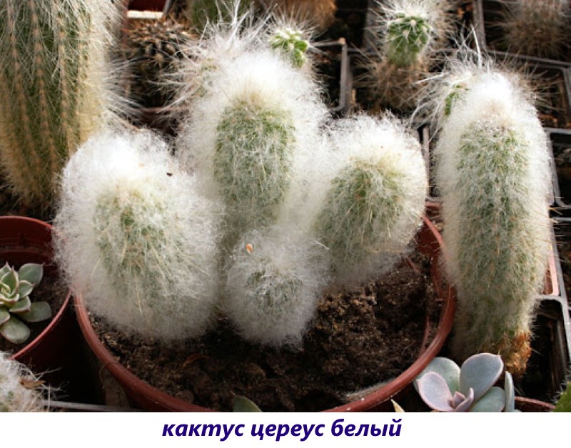 cactus cereus blanc