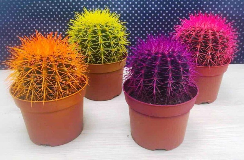 como pintar cactus en casa