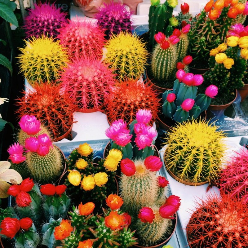 cual es el nombre del cactus de colores