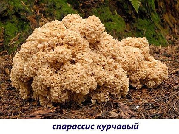 champignons sparassis bouclés