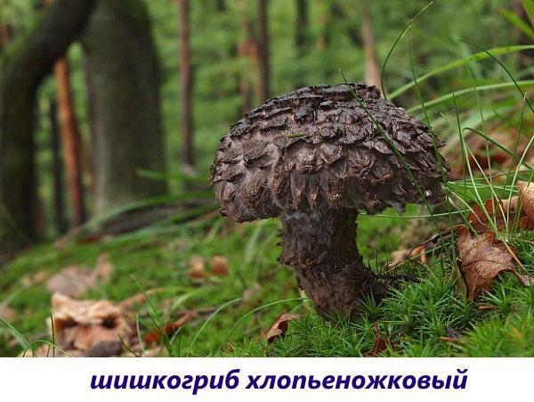 champignon de pin à pied de coton