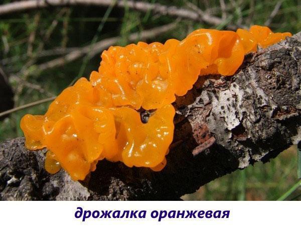 champignon frisson orange