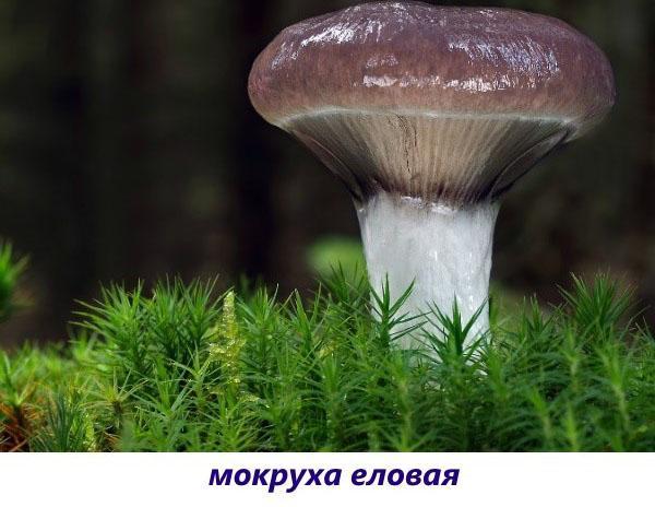 champignon épicéa