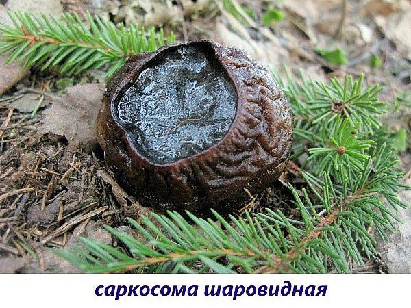 champignon sarcosome sphérique