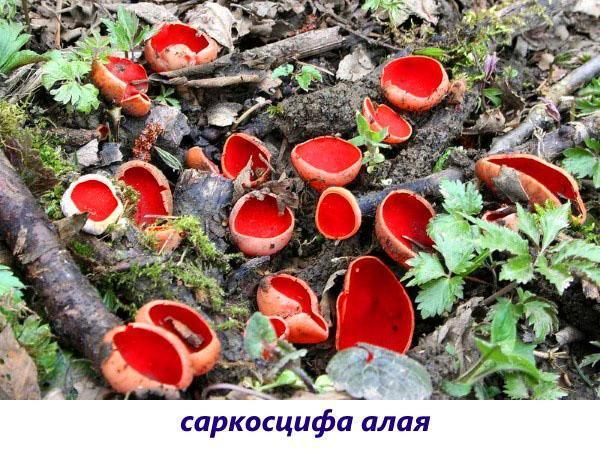 champignon écarlate sarcoscif