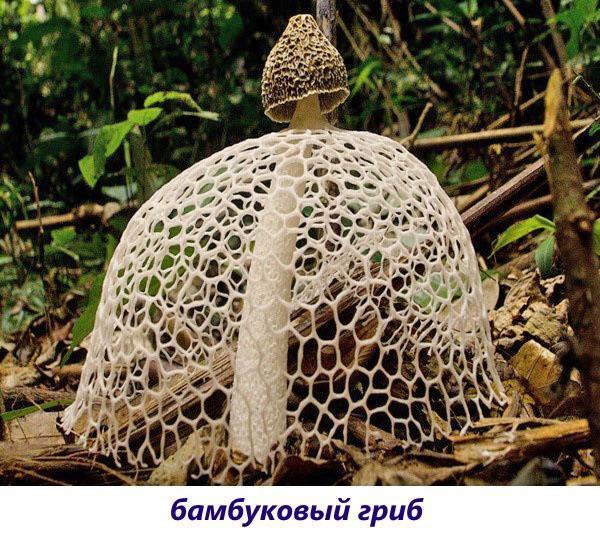 champignon de bambou