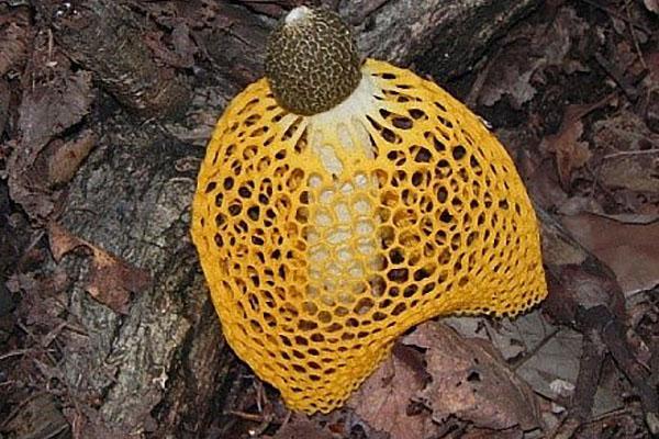 champignon de bambou dans une jupe jaune
