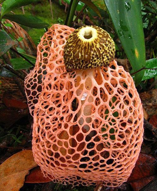 champignon de bambou dans une jupe orange