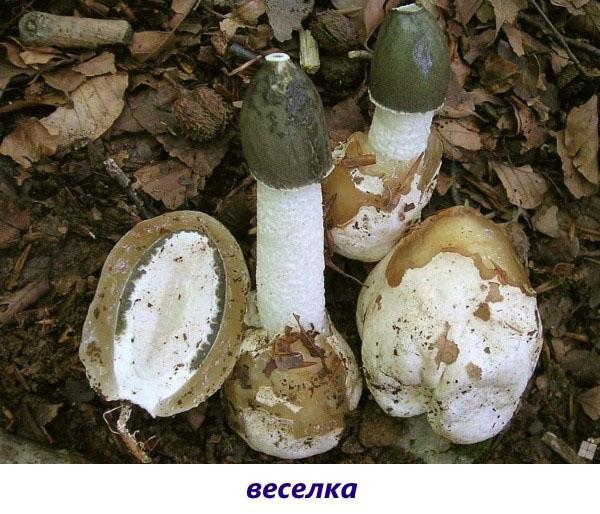 veselka aux champignons