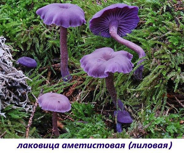 champignon vernis améthyste