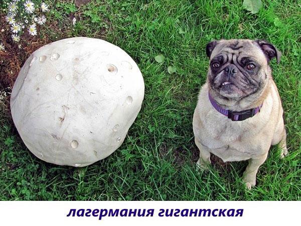 champignon géant