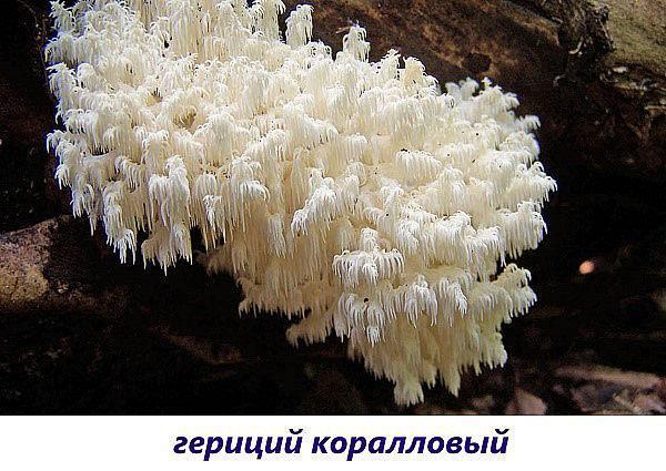 champignon hericium corail