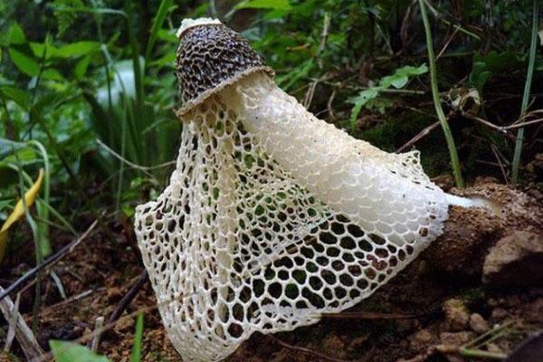 champignon comestible inhabituel
