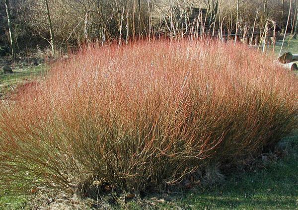 le saule violet pousse le long de la rivière