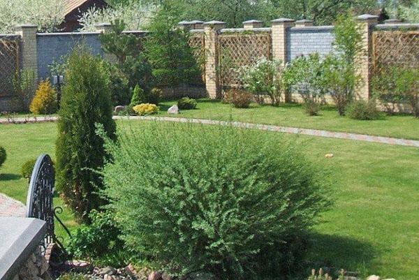 saule violet dans l'aménagement paysager