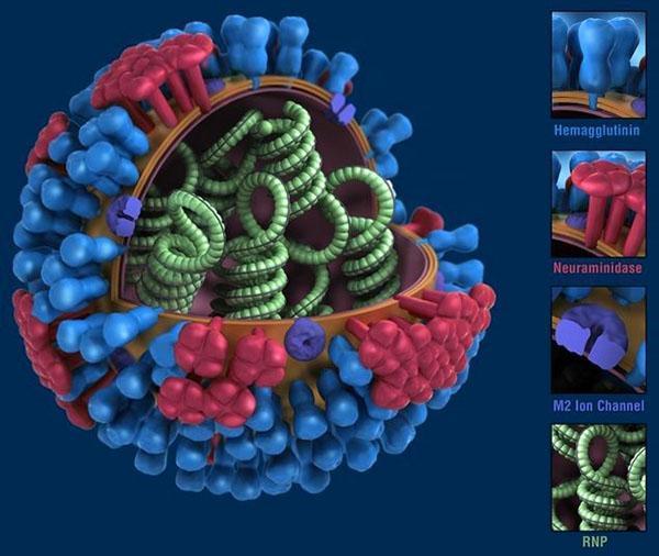 aceite de clavo para combatir el virus de la gripe