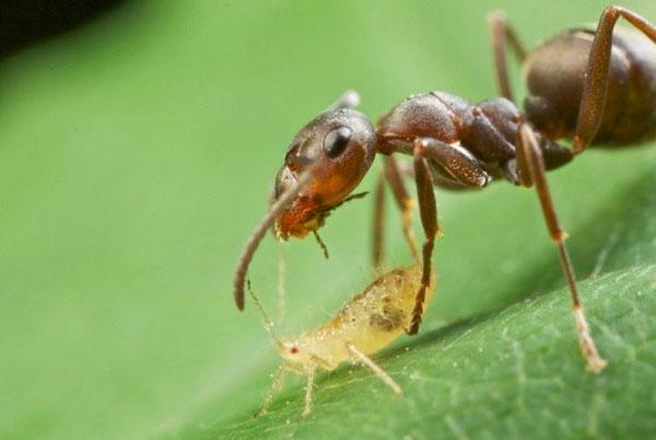 aceite de clavo en la lucha contra las hormigas y los pulgones