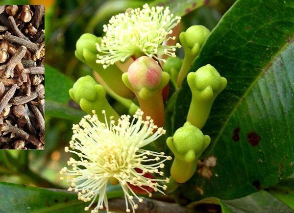 flores y capullos de clavel