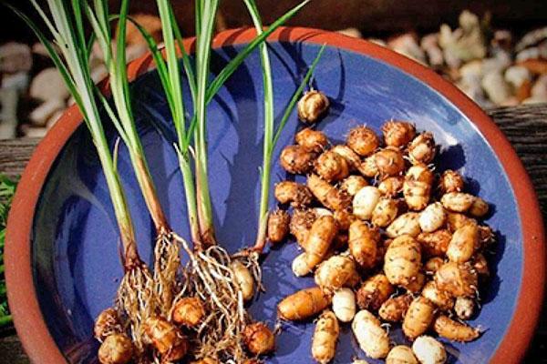 frutos de almendras de tierra
