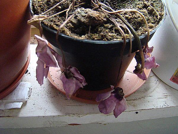 cyclamen après la baie