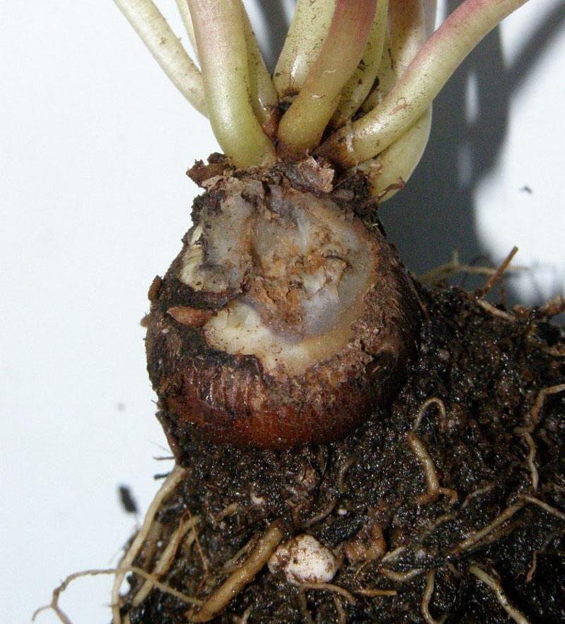 raíz podrida