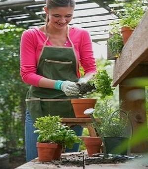 plantas