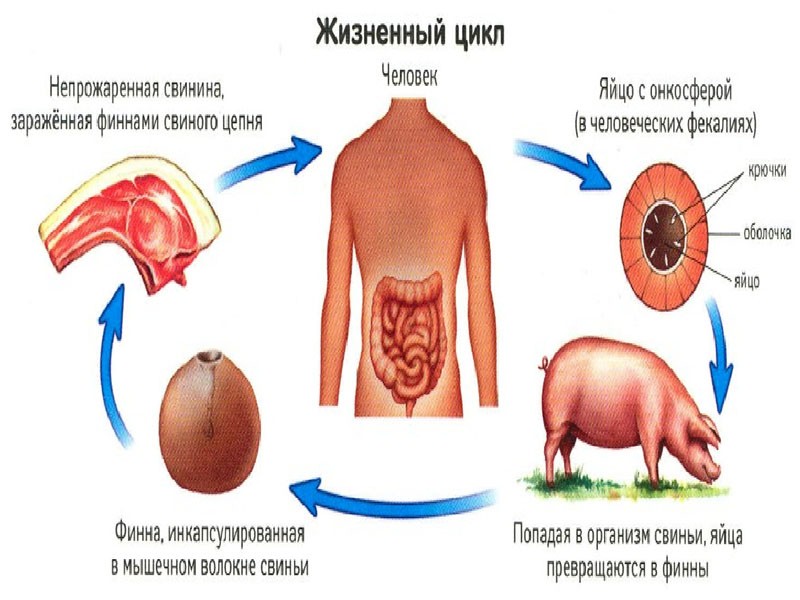 cycle de vie de la cysticercose