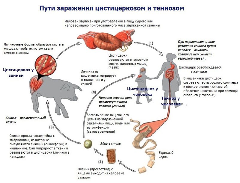 formas de infección