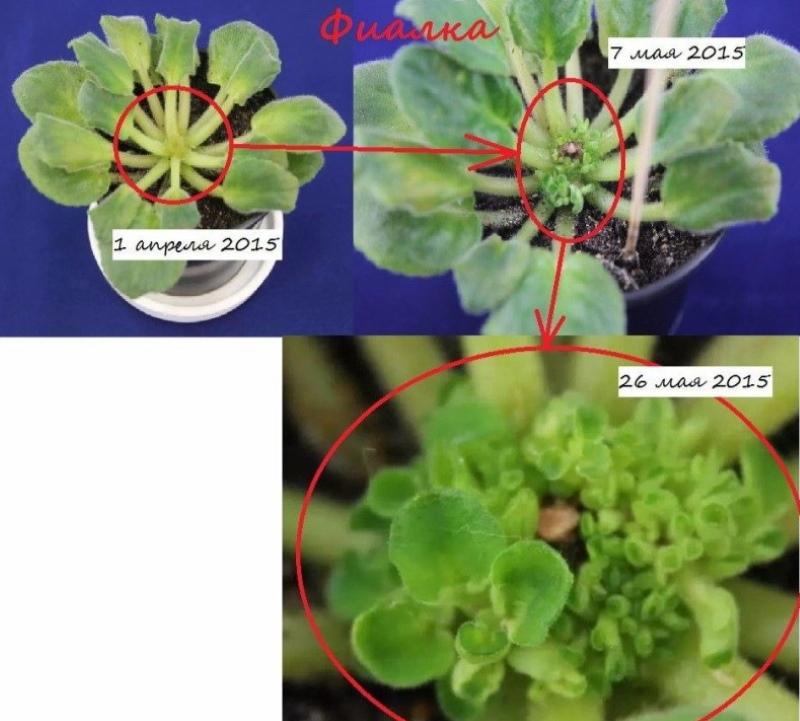 el resultado de aplicar pasta de citoquinina en violetas