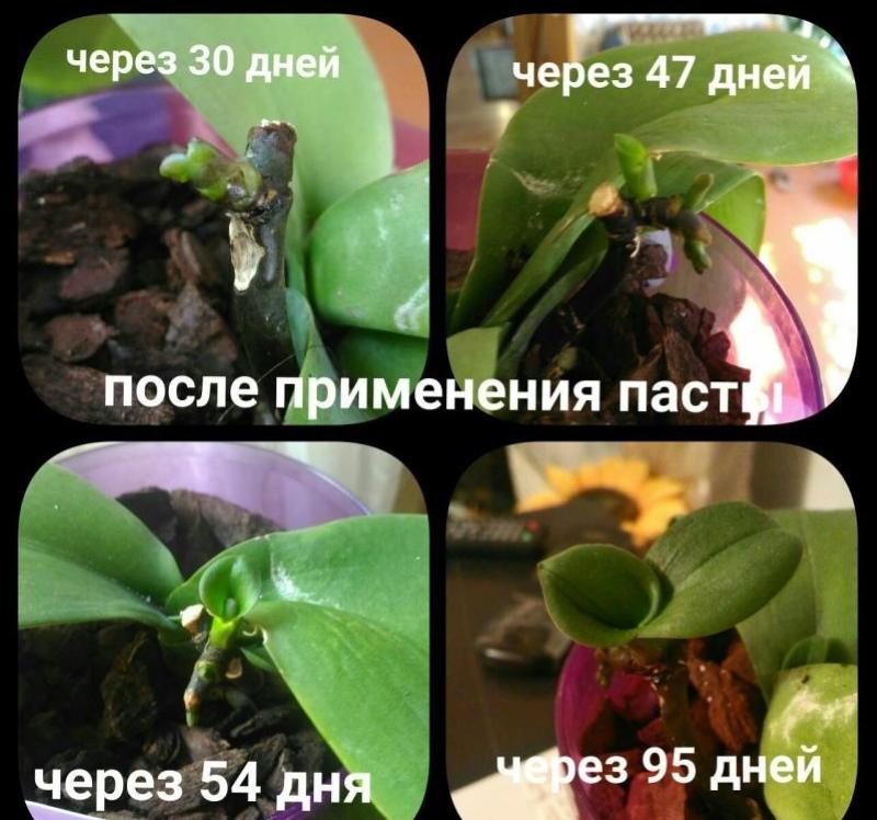 application de pâte de cytokinine sur une orchidée