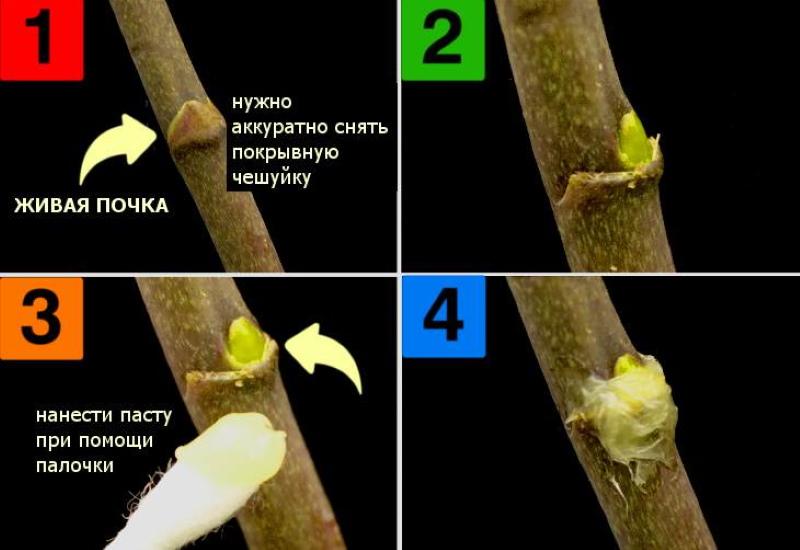 comment utiliser la pâte de cytokinine